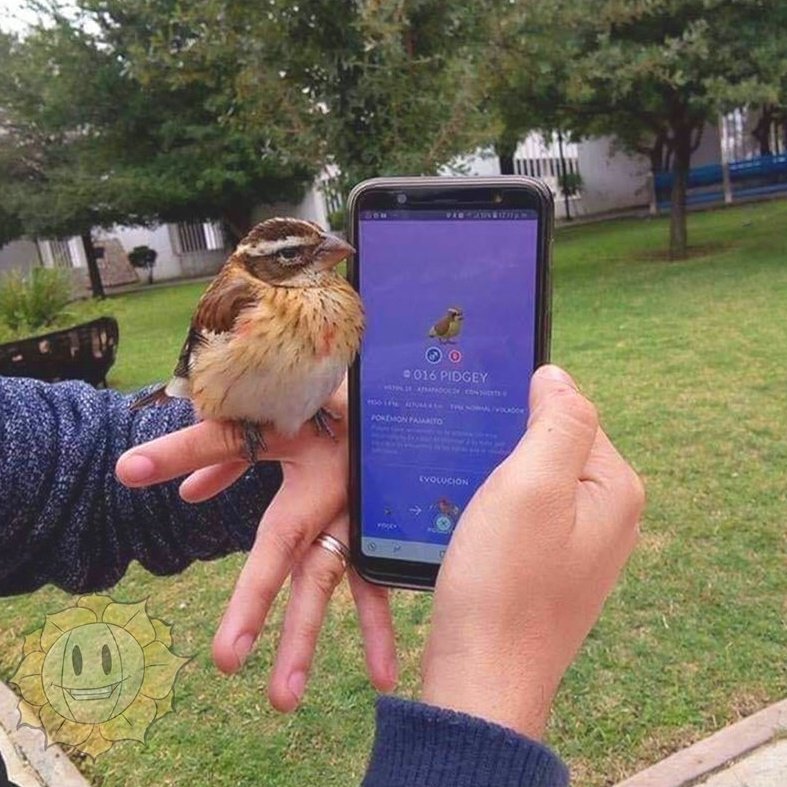 New Region - 013 Birdy - Flying O pokemon passaro. Este pokemon voa em  bandos sobre campos e cidades. Birdy é um pequeno passaro que se alimenta  de sementes e frutas pequenas.