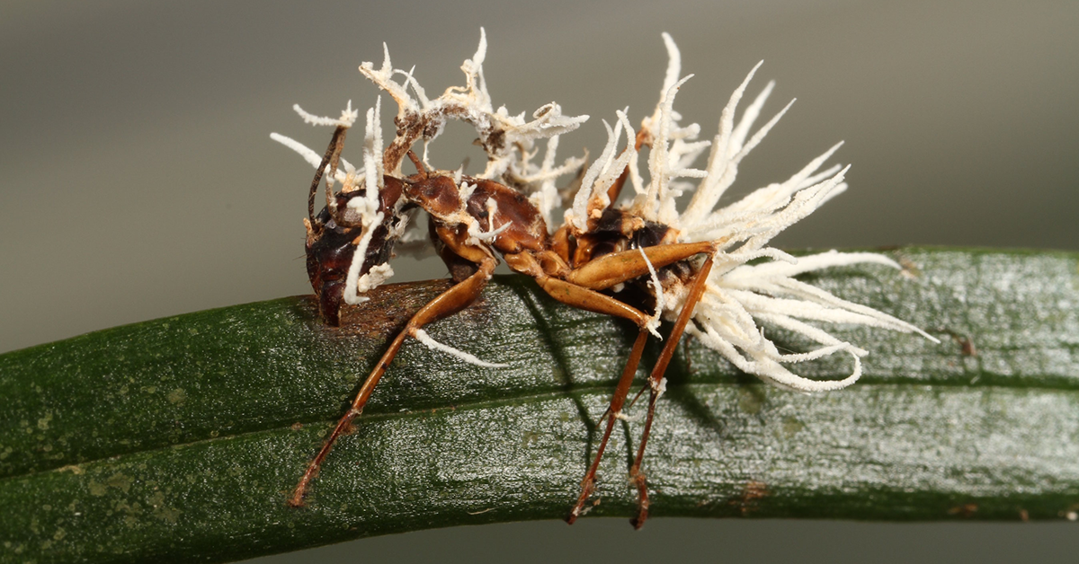 The Last of Us: Fungo Cordyceps é real e existe no Brasil