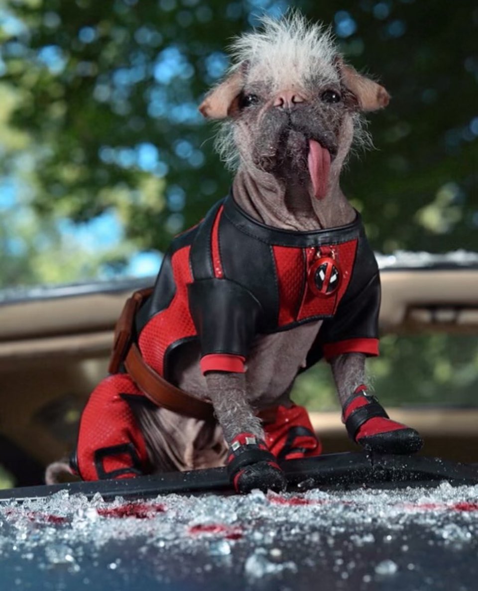 Deadpool 3: Ryan Reynolds revela imagem de Dogpool com nova previsão de  estreia, veja